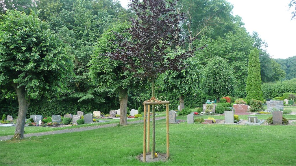 Friedhof Meierberg Urnenbaum